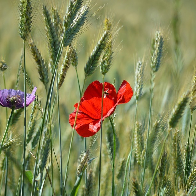 Photo de Pierre GOYOT
