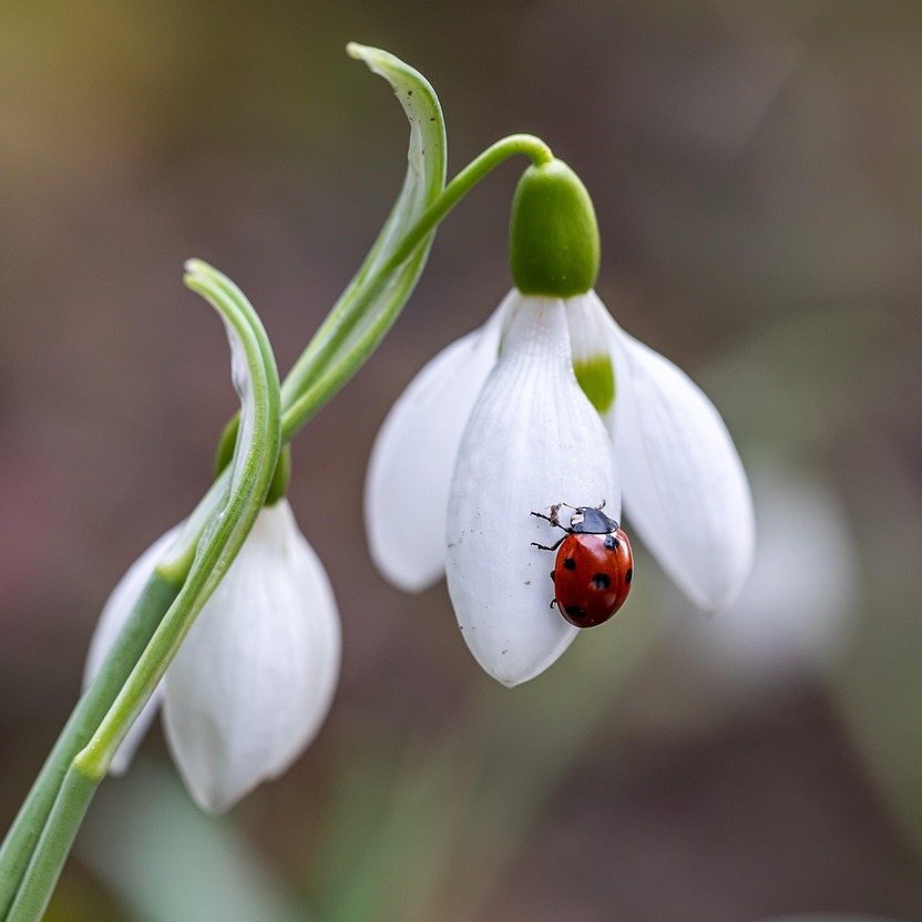 Photo de Simone CLÈRE