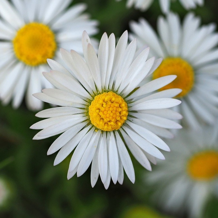 Photo de Claudette GUILLEMIN