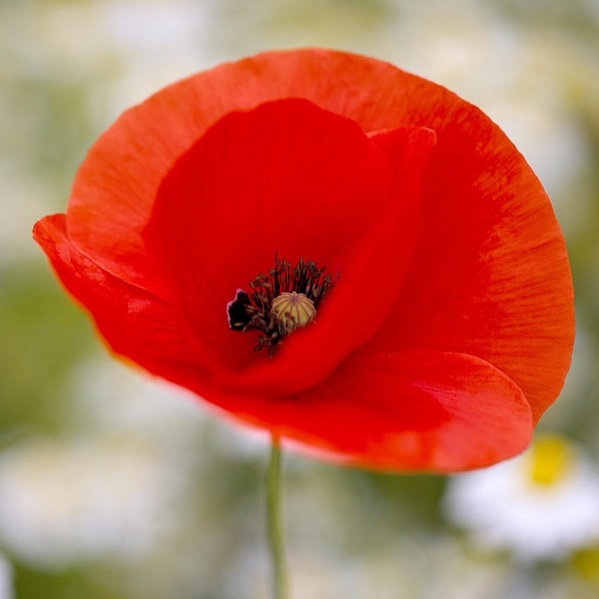 Photo de Jacques SOULAGE