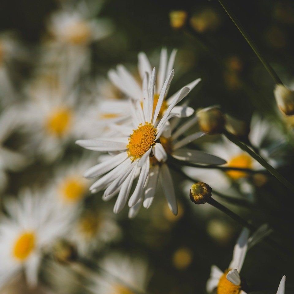 Photo d’André PACOREL