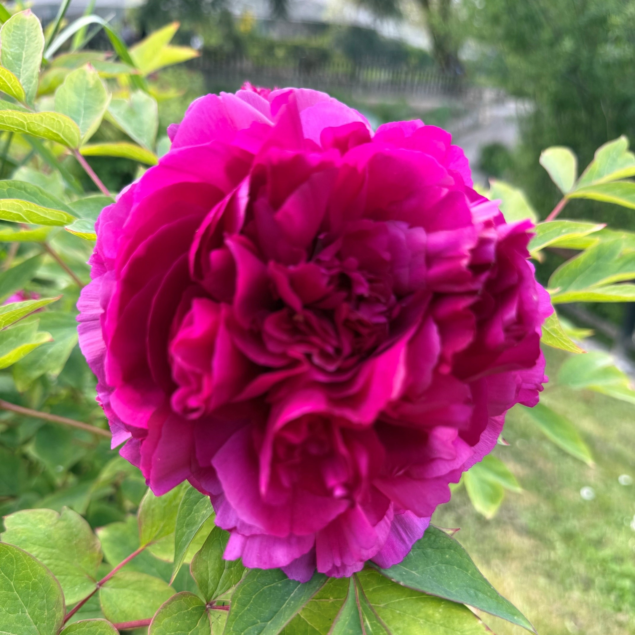 Photo de Colette BOIVIN